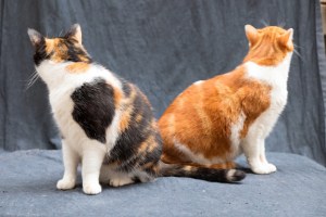 Bilou et l'Arsouille.